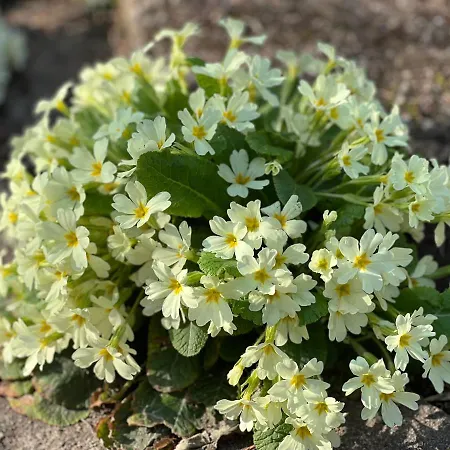 Grande Maison En Pierre A La Campagne, Belle Vue
