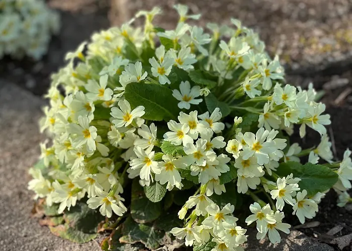 Grande Maison En Pierre A La Campagne, Belle Vue